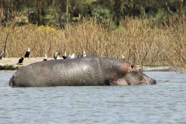 66 - Kenia - Hipopotamo - lago Naivasha